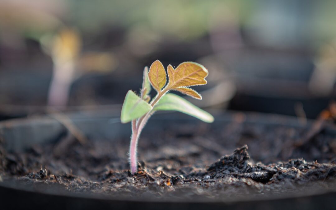 Herb Mix – Growing instructions