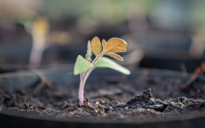 Kräutermix – Anzuchtanleitung